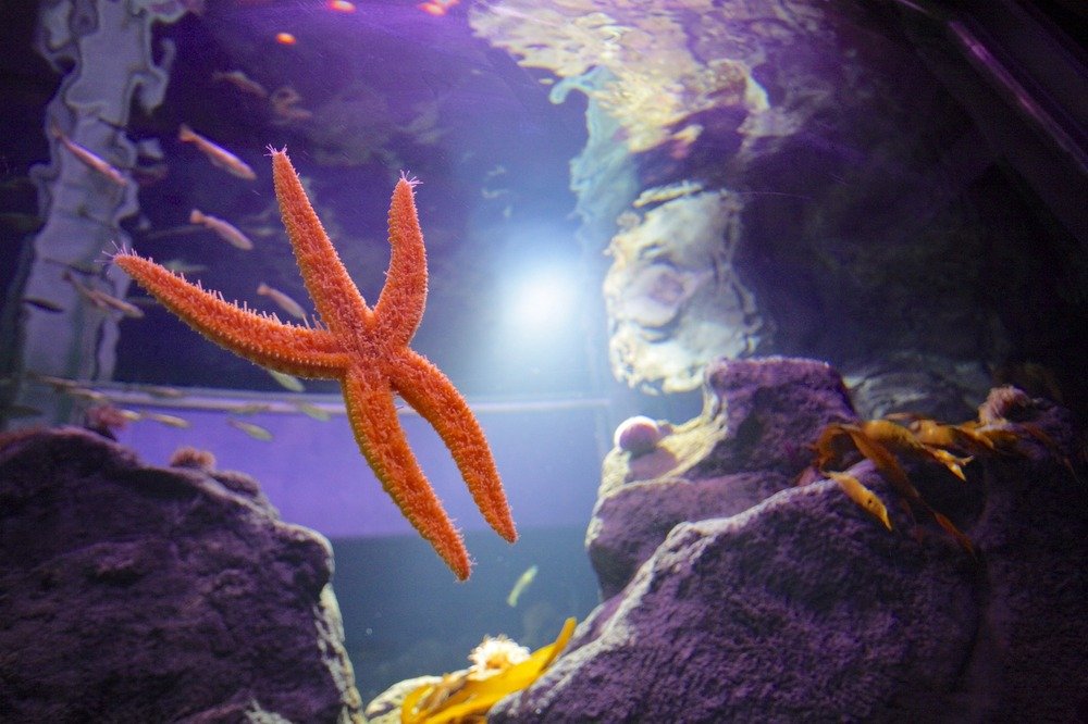 Acuario del Museo del Mar